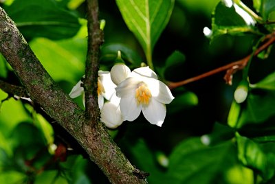 Styrax japonica - sturač japonský - detail květu a borky